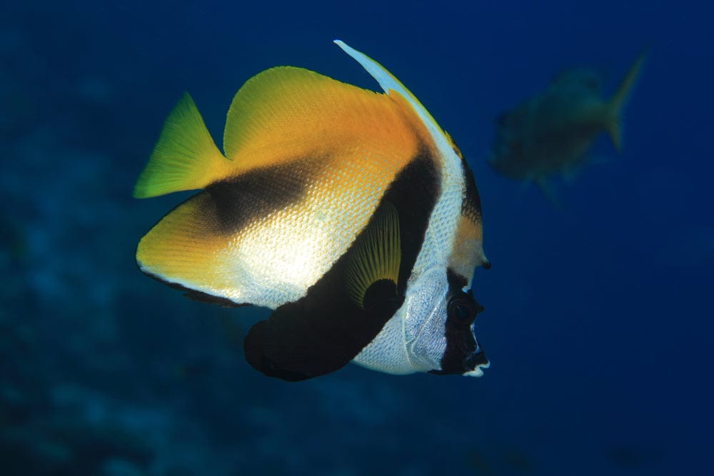 Monoceros Heniochus Butterflyfish