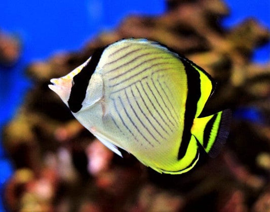 Vagabond Butterflyfish