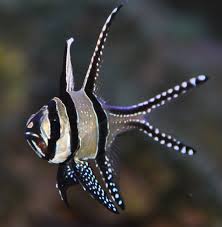 Banner Banggai Cardinalfish