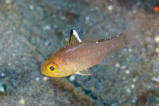 Frost Fin Cardinalfish