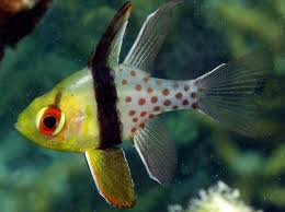 Orbic Pajama Cardinalfish