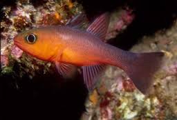 Ruby Red Cardinalfish