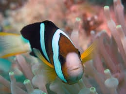 Clarks Clownfish (Captive Bred)