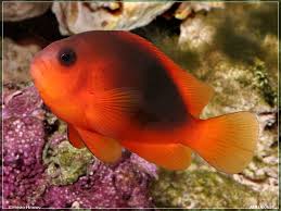 Fire Clownfish - Captive Bred