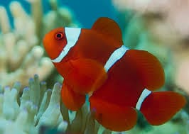 Maroon Clownfish - Captive Bred