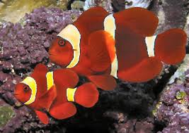 Yellowstripe Maroon Clownfish