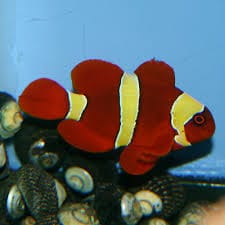 Yellowstripe Maroon Clownfish - Captive Bred
