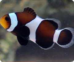 Black & White Ocellaris Clownfish - Captive Bred