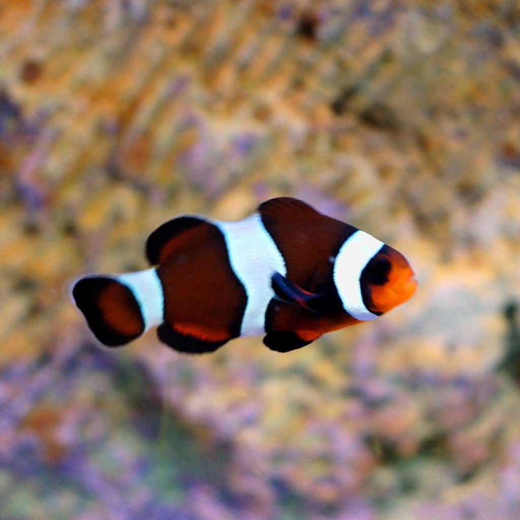 Mocha Ocellaris Clownfish - Captive Bred