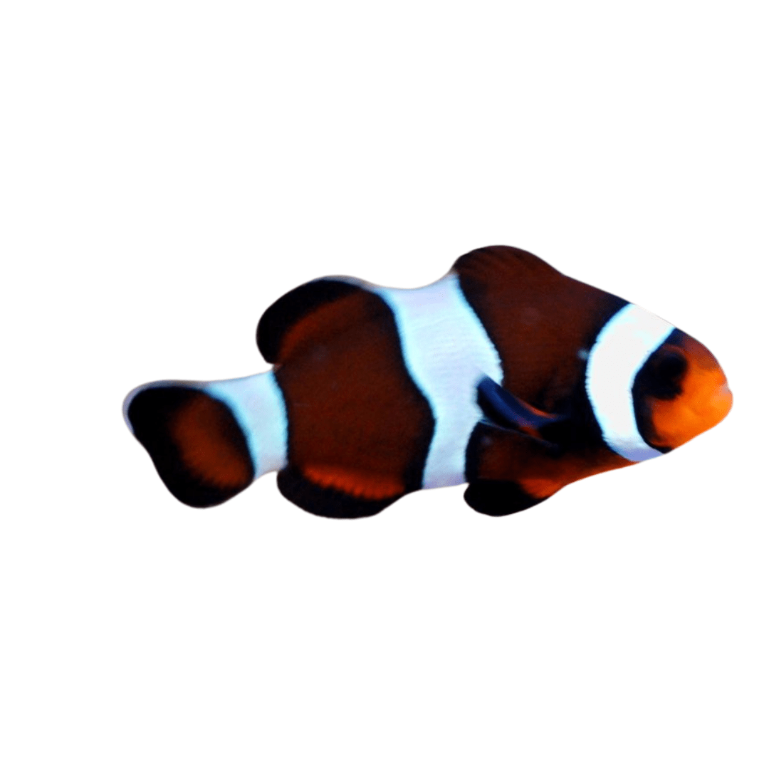Mocha Ocellaris Clownfish - Captive Bred