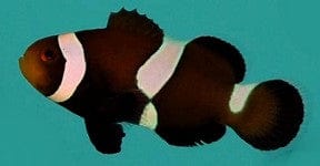 Mocha Ocellaris Clownfish - Captive Bred