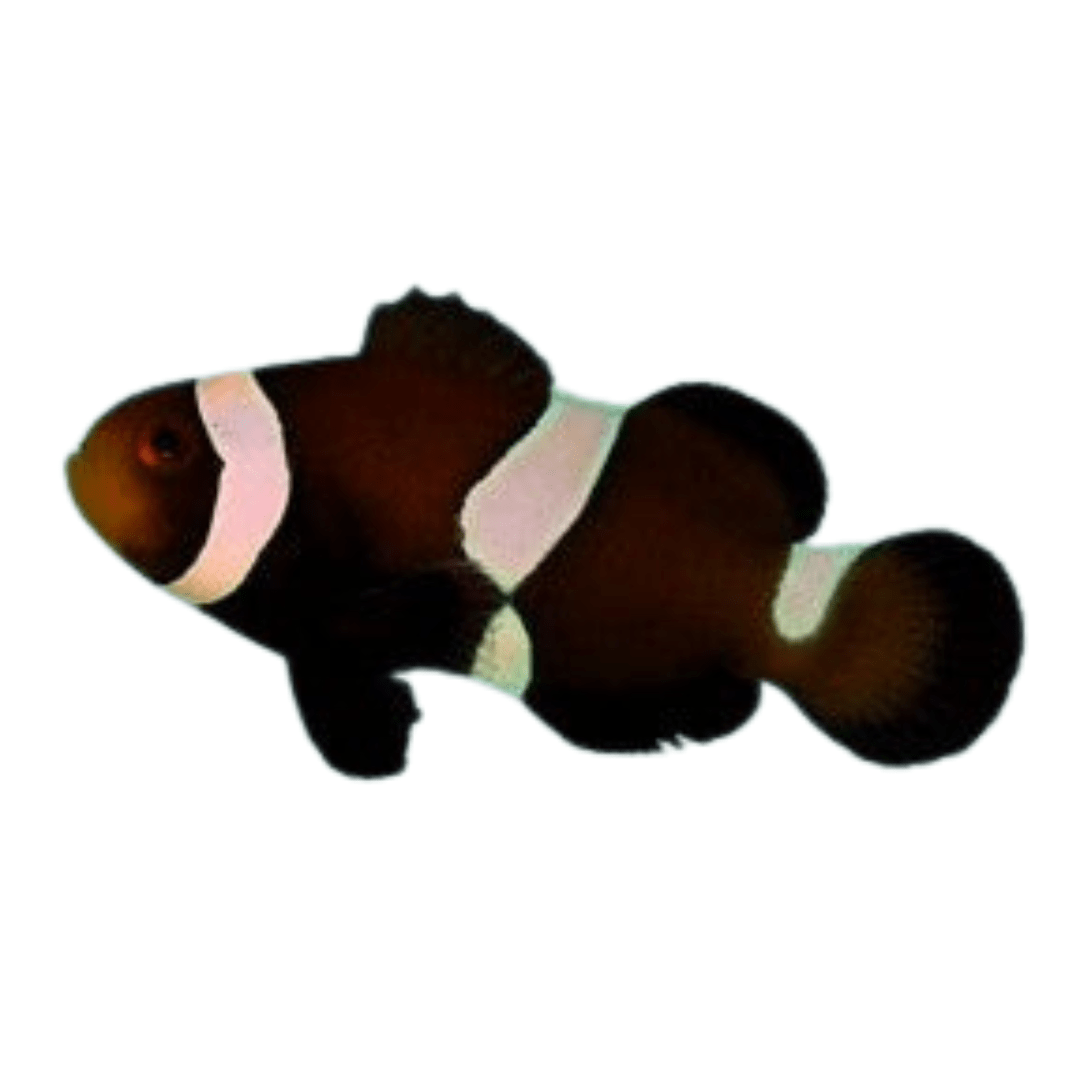 Mocha Ocellaris Clownfish - Captive Bred