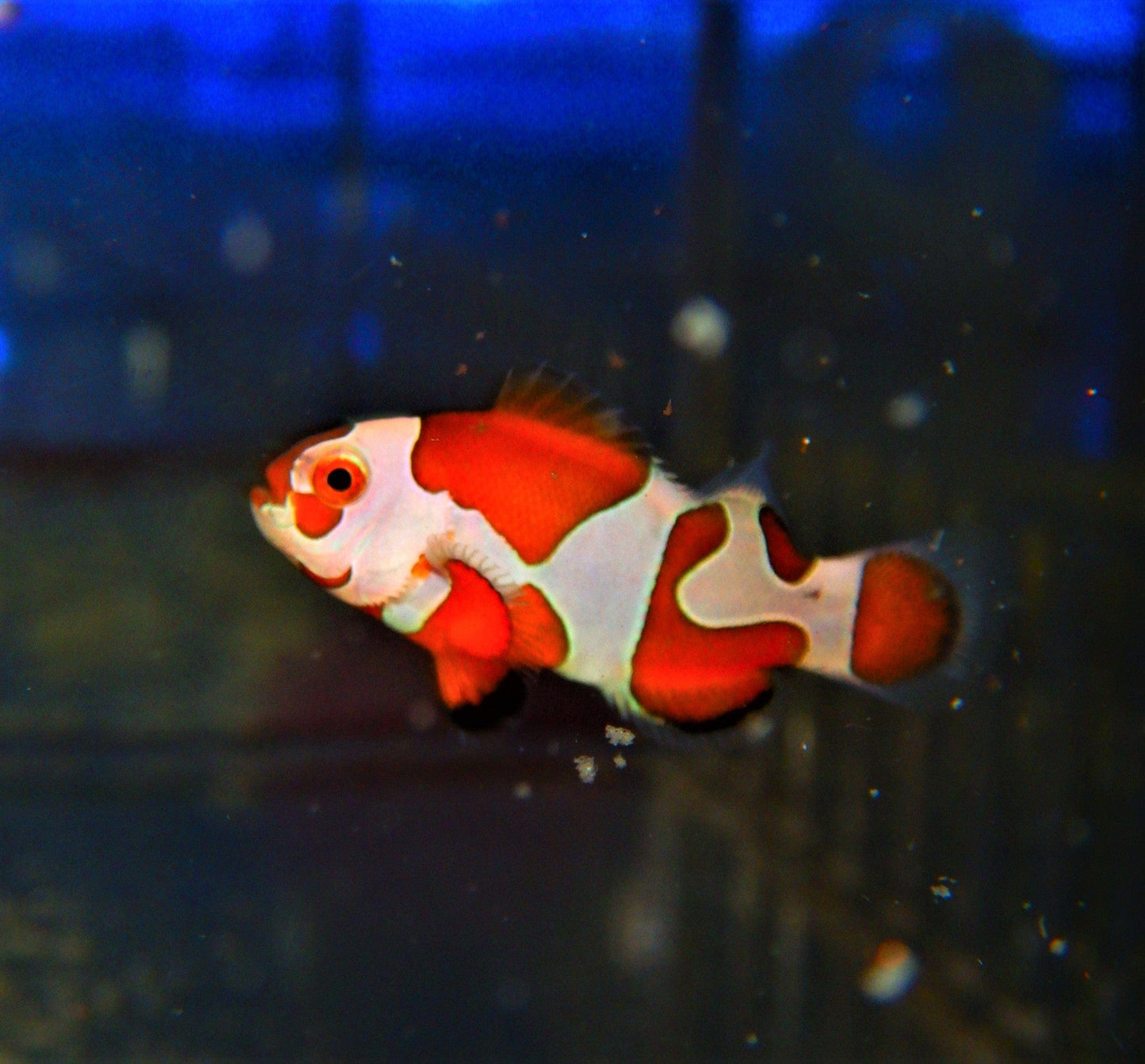 Orange Storm Ocellaris Clownfish - Captive Bred