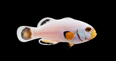 Platinum Picasso Clownfish - Captive Bred