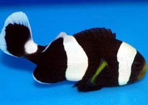 Black Saddle Clownfish