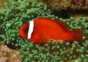 Tomato Clownfish
