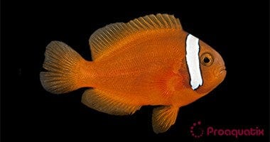 Tomato Clownfish - Captive Bred