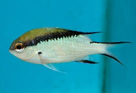 Barrier Reef Chromis Damselfish (Australia)