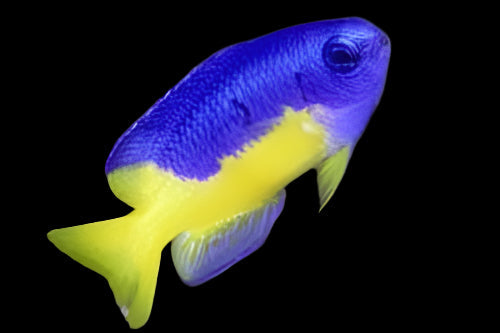 Electric Blue Damselfish