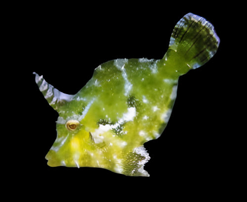 Aiptasia Eating Filefish