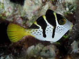 Mimic Valentini Filefish