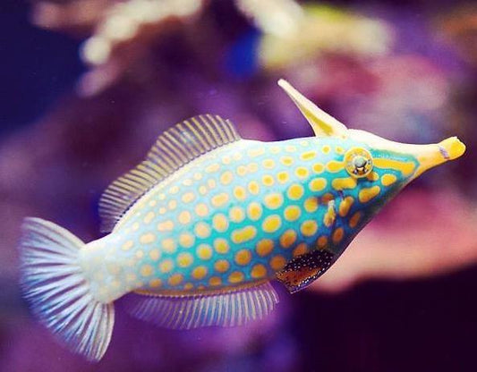 Orange Spot Filefish