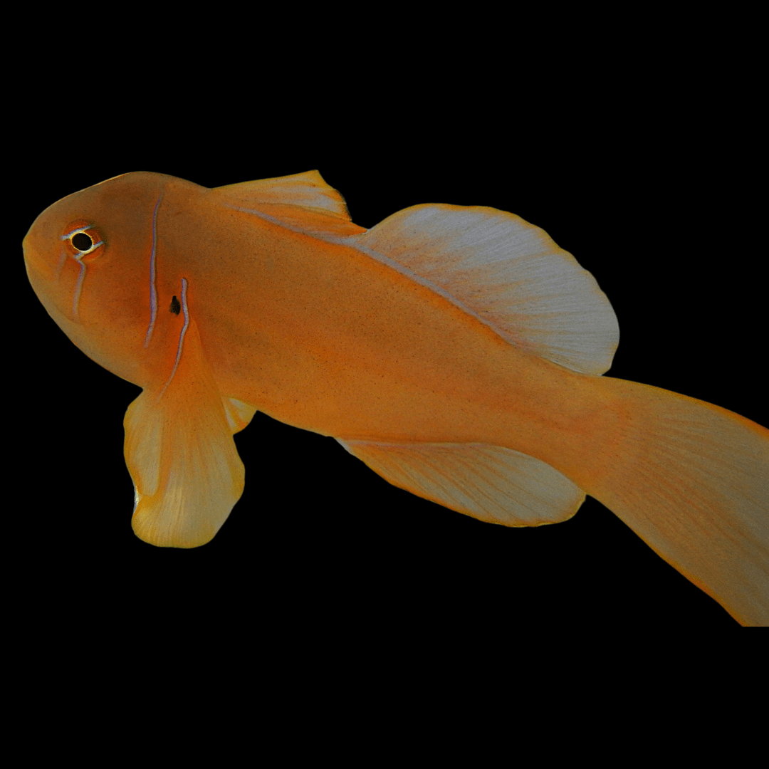 Yellow Citron Clown Goby (Fiji)
