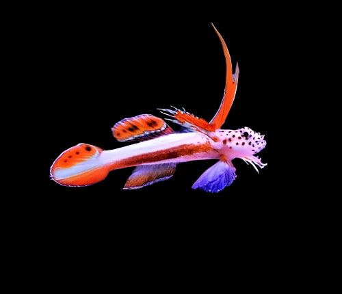 Flaming Prawn Goby