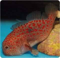 Fuzzy Nut Gum Drop Goby