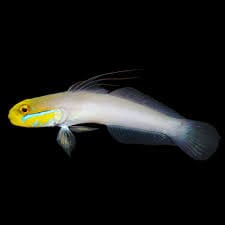 Golden Head Goby