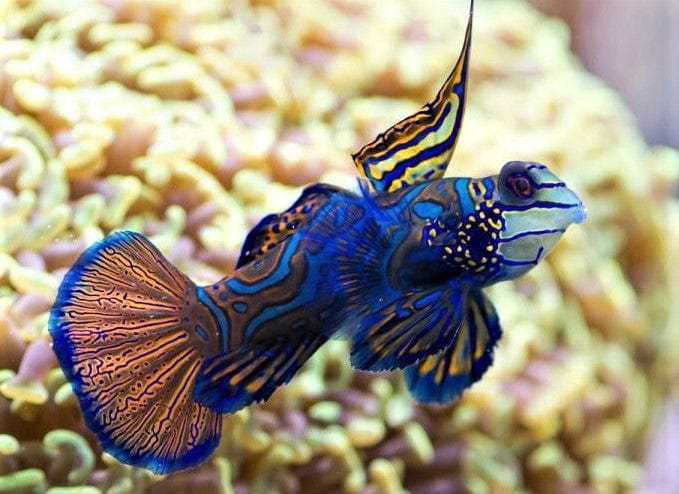 Green Mandarin Goby