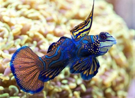 Green Mandarin Goby
