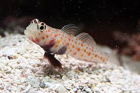 Orange Spot Prawn Goby