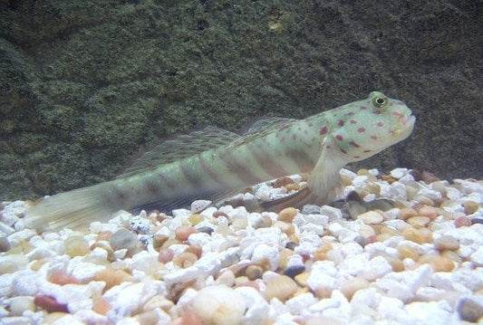 Pink/Blue Spot Watchman Goby