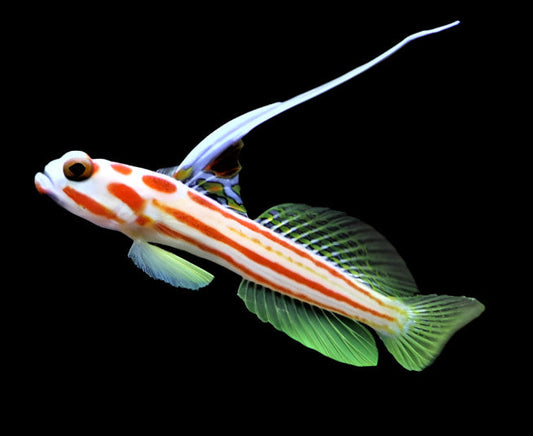 Yasa Hashe Goby