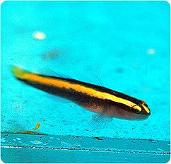 Yellowstripe Neon Goby (Tank Raised)