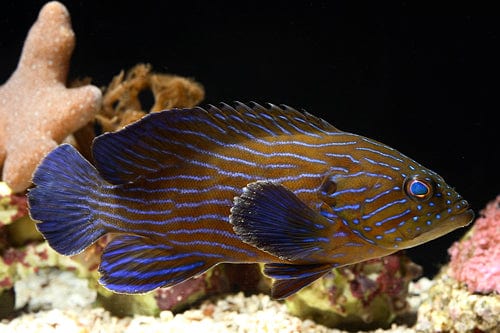 Blueline Boenacki Grouper