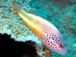 Freckled Hawkfish