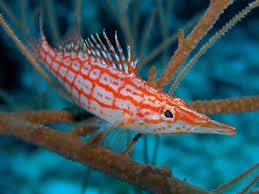 Longnose Hawkfish