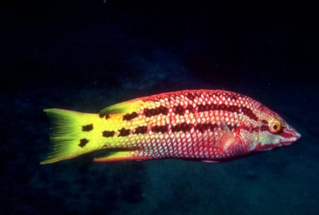Costa Rica Hogfish
