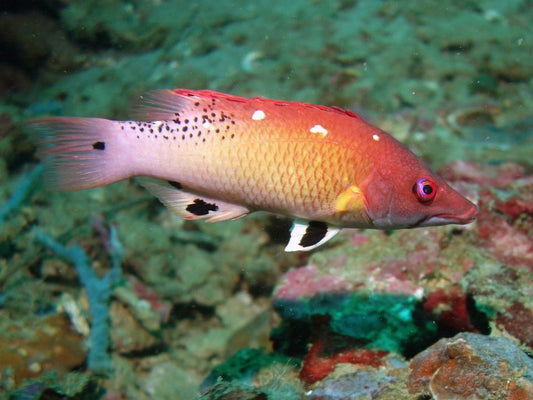 Diana's Hogfish