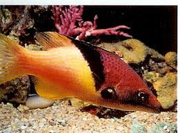 Eclipse Hogfish