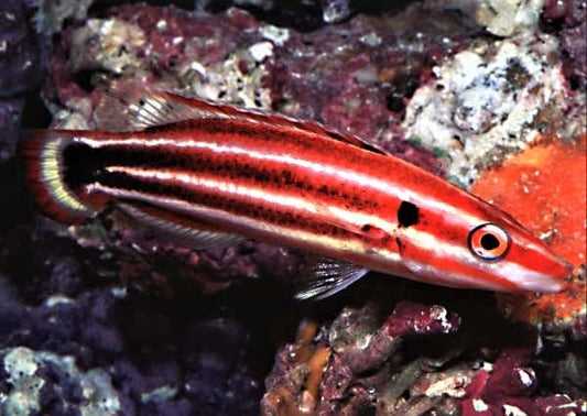 Masudas Hogfish