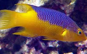 Spanish Hogfish (Atlantic)