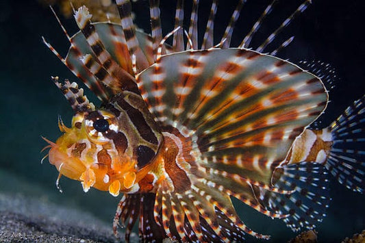 Dwarf Lionfish