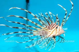 Volitan Lionfish