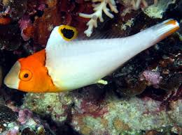 Bicolor Parrotfish