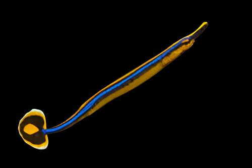 Blue Stripe Pipefish