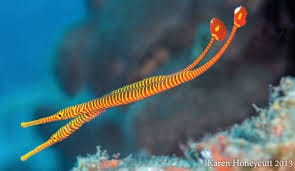 Red Banded Pipefish