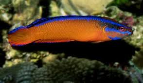Neon Dottyback - Captive Bred